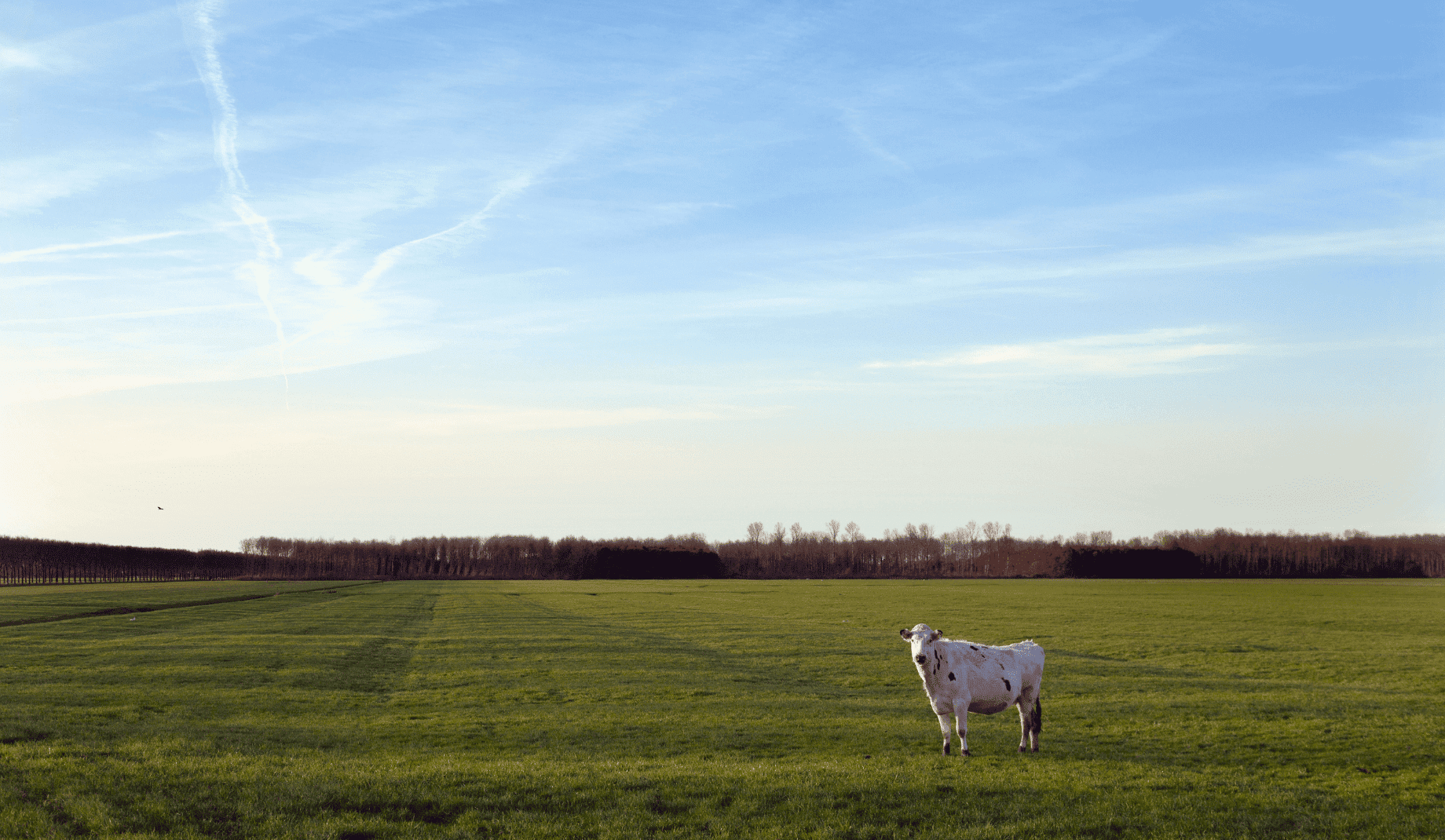 Bekijk de foto van: Burgemeester D. Kooimanweg 133 , Purmerend - Echt Makelaars & Taxateurs